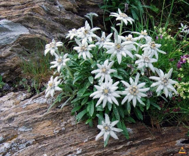 floare-de-colt-130-seminte-de-flori-delicate-de-colt-agrosem